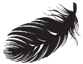 feather black