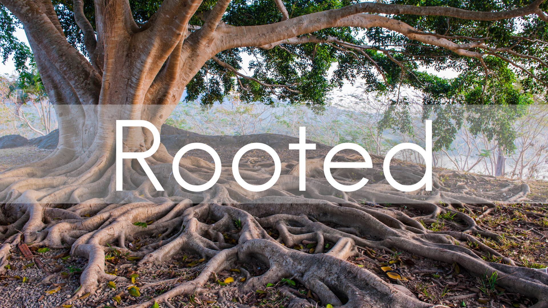 Rooted